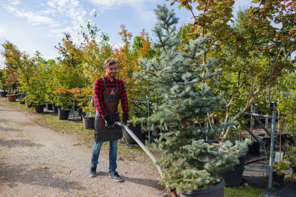 How Our Tree Care Process Works  in Navasota, TX